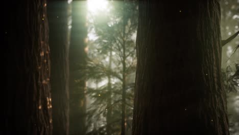 Wild-pine-forest-at-sunrise